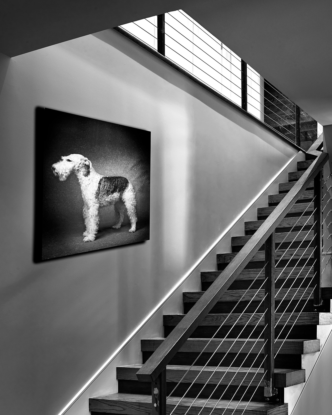 dogphotoonstairs.2